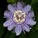 Illustration for article titled Why Did Plants Evolve These Weird and Horrific Flowers?